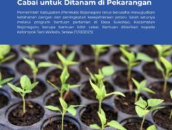 Pemkab Bojonegoro Dorong Kemandirian Petani Lewat Bantuan Bibit Cabai di Desa Sukorejo