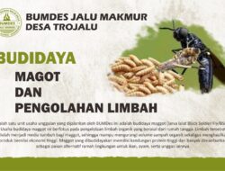 Inovasi Desa Trojalu, Budidaya Maggot Jadi Solusi Limbah dan Sumber Ekonomi Warga