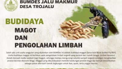 Inovasi Desa Trojalu, Budidaya Maggot Jadi Solusi Limbah dan Sumber Ekonomi Warga