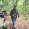 Kebun Kopi Desa Jetak Jadi Harapan Baru, Dorong Ekonomi Warga Montong