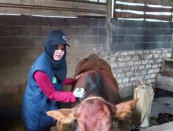 Jelang Idul Adha, Ribuan Sapi dan Kambing di Gresik Sudah Divaksin PMK